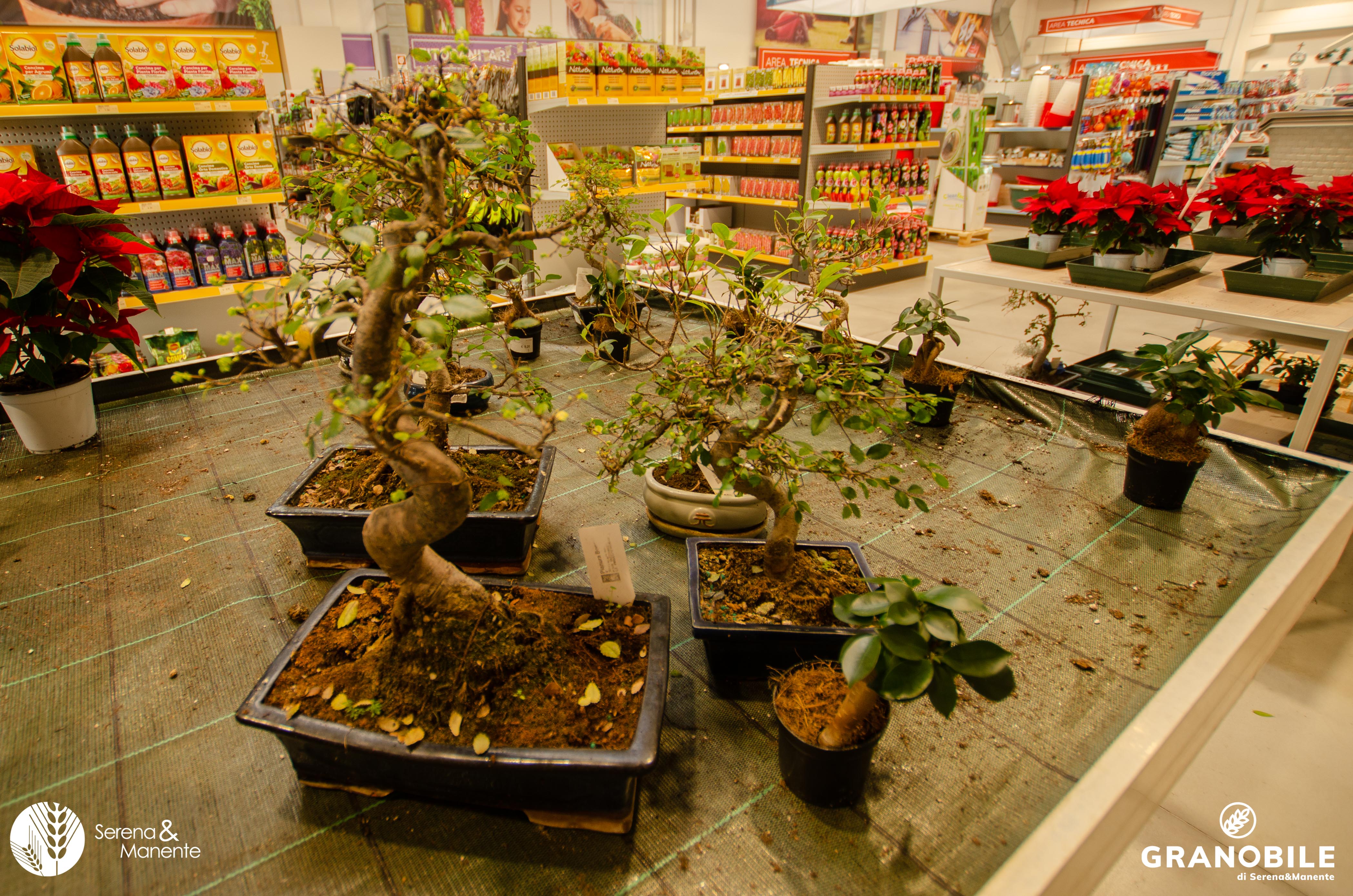 Bonsai da interno - Giardino e Fai da te In vendita a Lodi